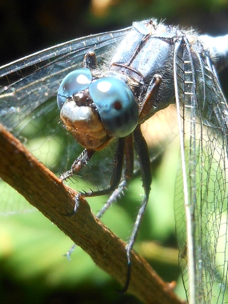 Orthetrum coerulescens?